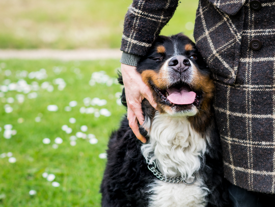 Dogoterapia skuteczna jak leki? Obecność psa przez 10 minut łagodzi ból, lęk i przygnębienie