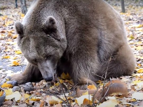 Przełomowy wyrok: niedźwiedź Baloo, żółwie i krokodyl nie wrócą do cyrku