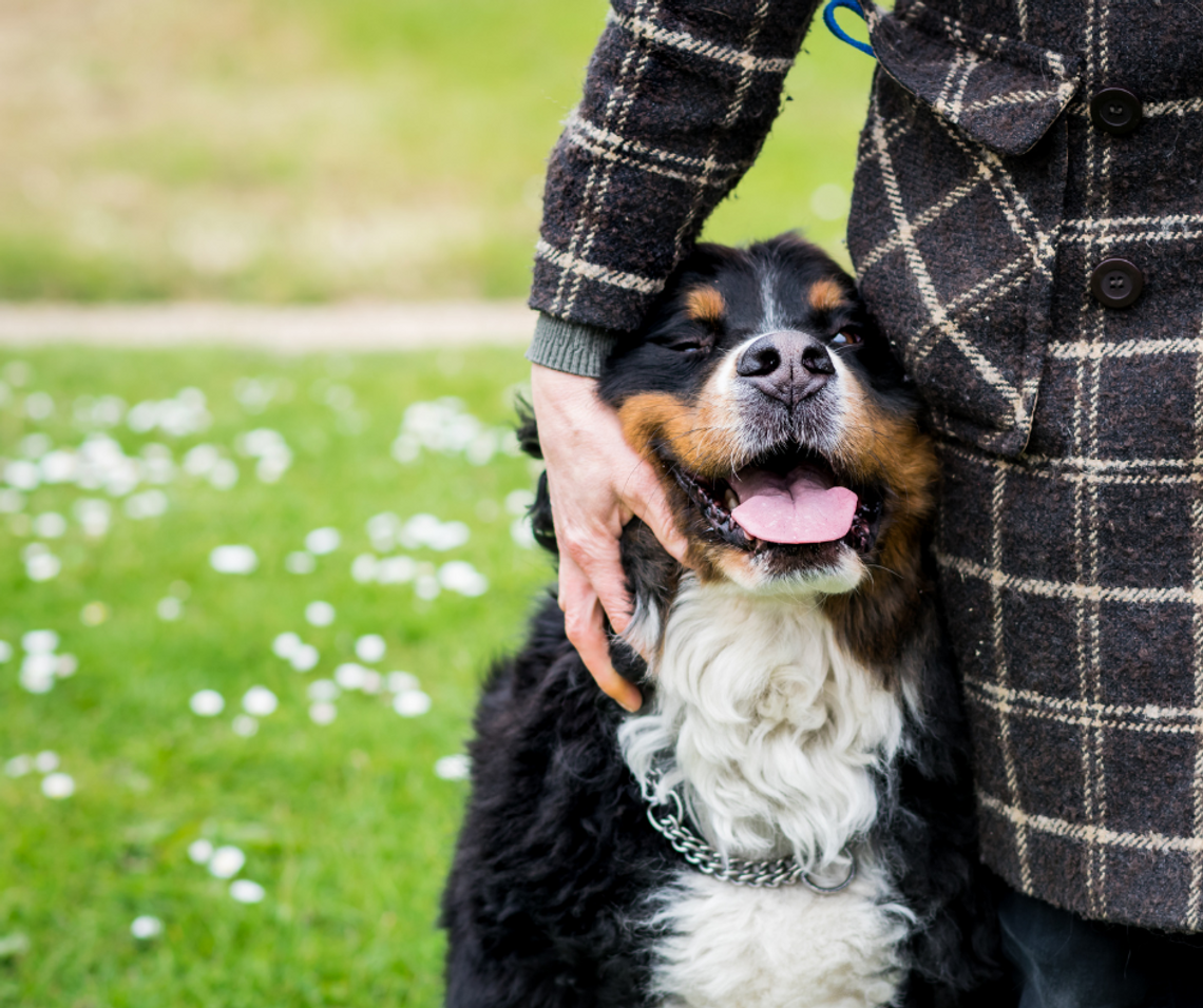 Dogoterapia skuteczna jak leki? Obecność psa przez 10 minut łagodzi ból, lęk i przygnębienie