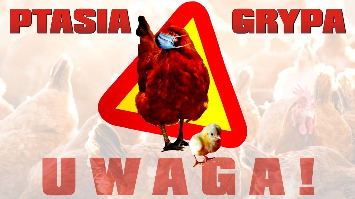 UWAGA! - Zagrożenie Ptasią Grypą